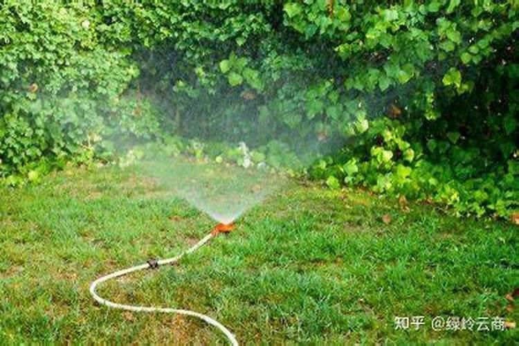 新铺的草皮可以施肥让其长快