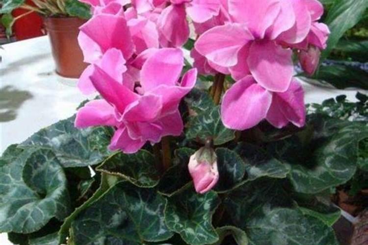 茶花有花苞可以喷水吗