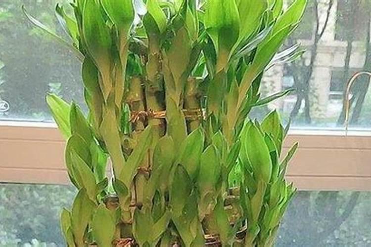 富贵竹施什么肥好