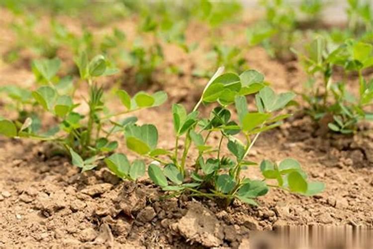 下雨天可以用草木灰加红糖水浇菜吗