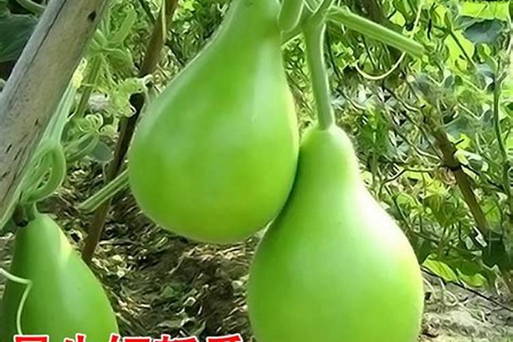 农村种葫芦瓜的话,需要注意哪些？