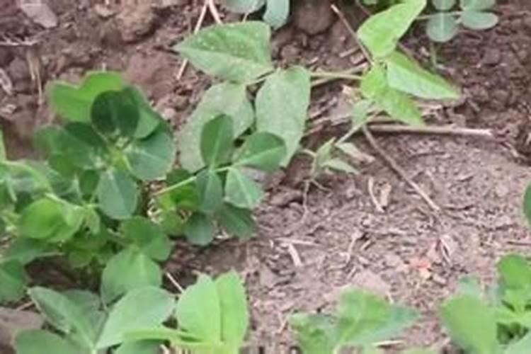 先打除草剂还是先打叶面肥