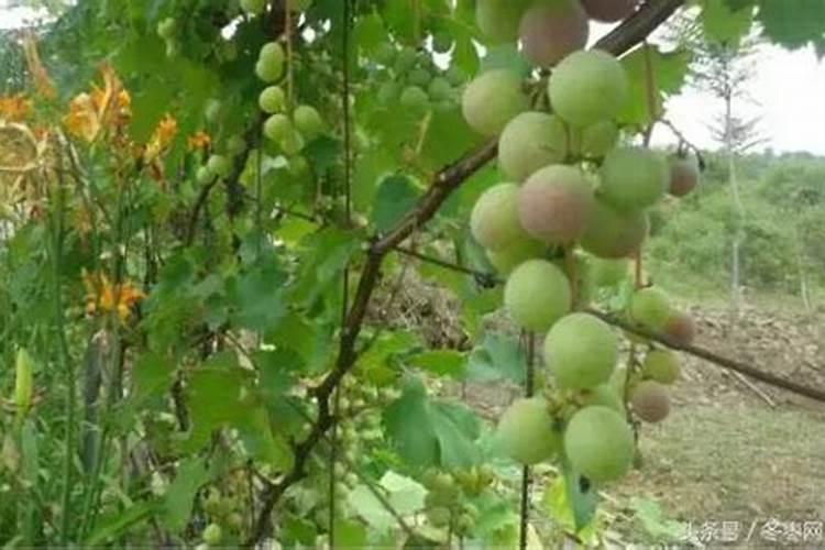 柠檬树底肥放什么肥好(底肥施用方法)