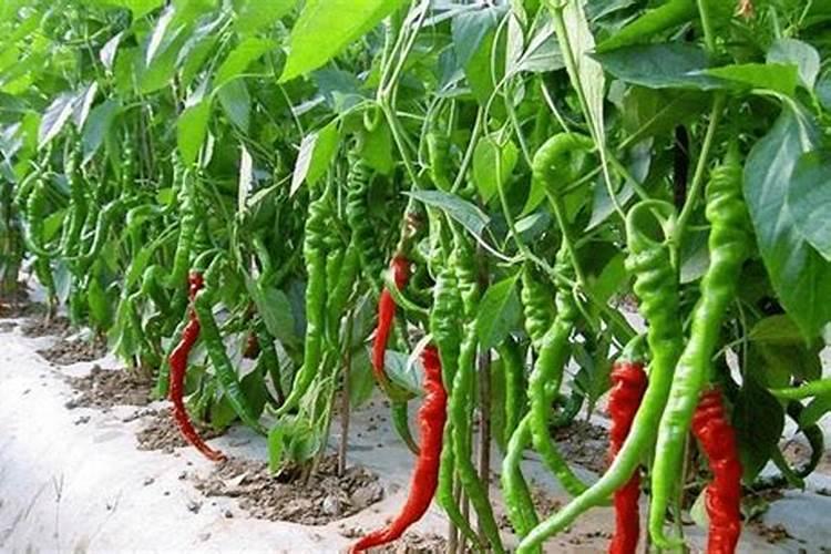 辣椒最忌施什么肥料
