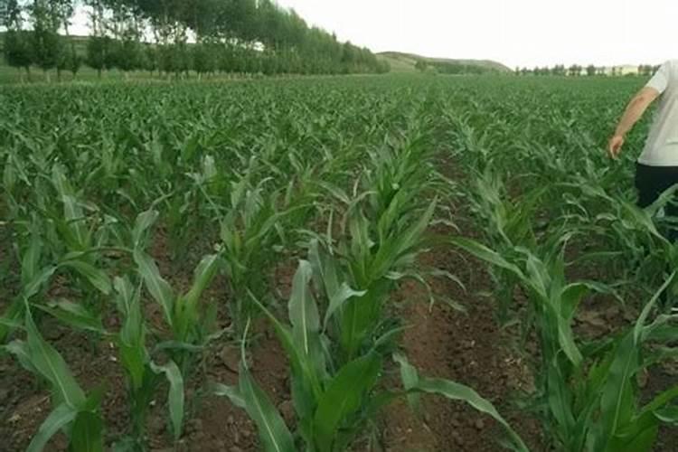 玉米五叶期喷什么叶面肥好