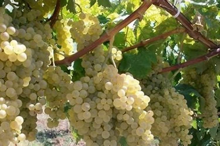 什么肥料磷肥含量高