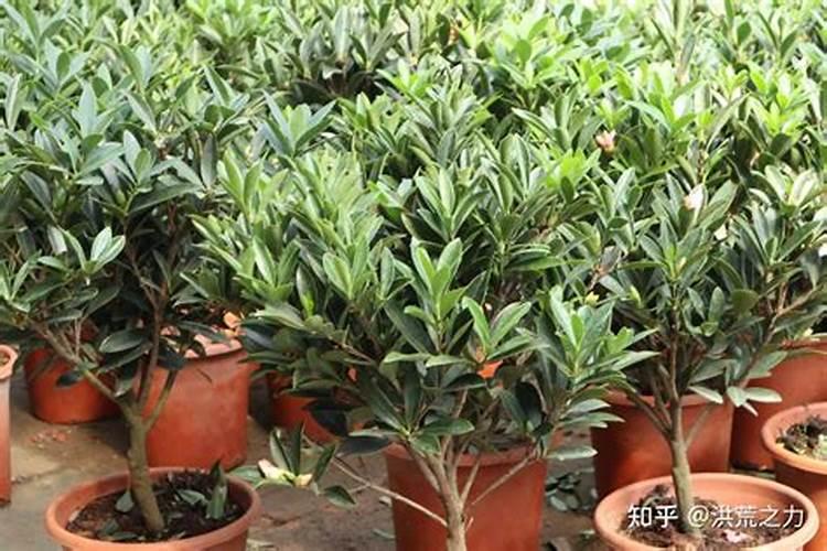 虫螨腈虱螨脲和硼肥能混用吗