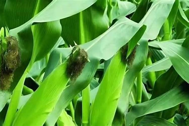 玉米田用0.04%的芸苔素脱水多少能打多少亩地？