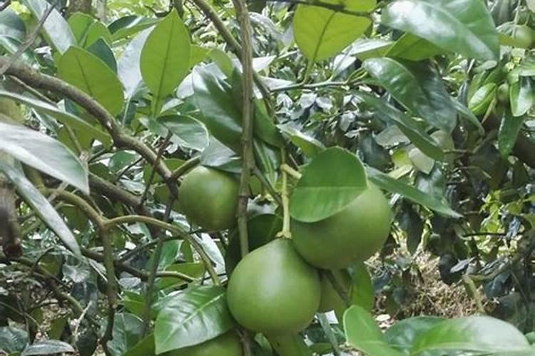 柚子开花后要怎么处理才会结果 柚子开花后要怎样处理才会结果