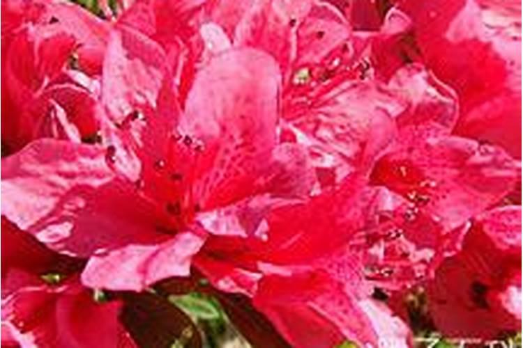 白皮松油松烂根死苗怎样防治？