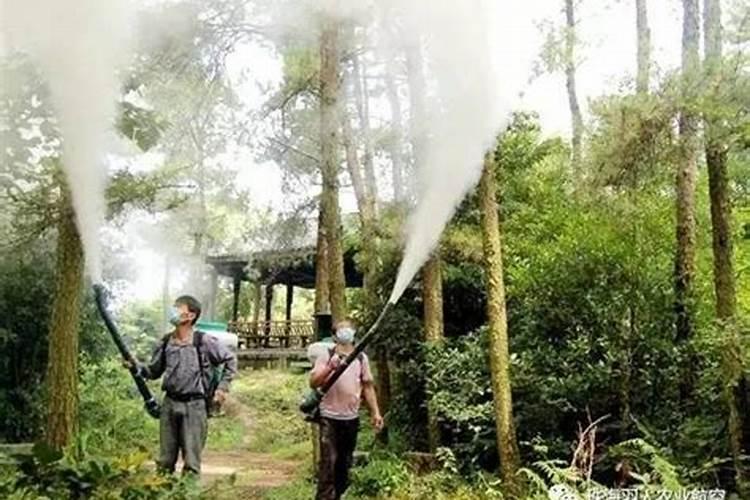 桉树用复硝酚钠有效果吗？