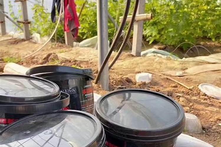 八角种植要多久 八角种植需要多久时间