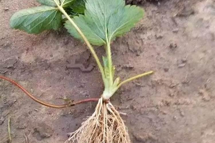 草莓的种植方法