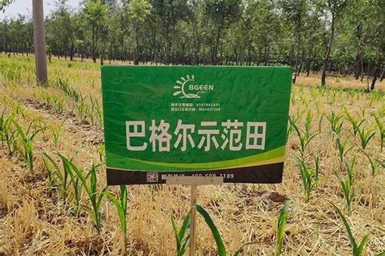 白芨施肥时间在什么时候 施肥技巧总结