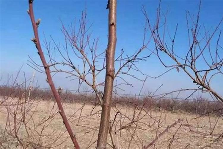 杨梅树施肥后下雨还需要浇水吗？