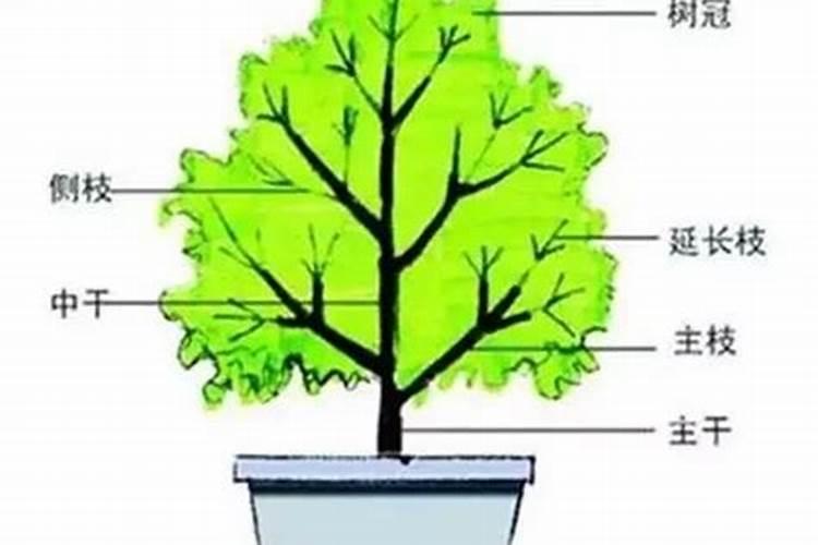 石榴树六月份可以修剪吗