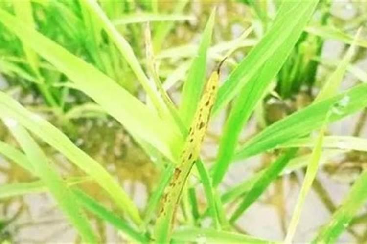 7种经常买到假的肥料是啥,怎样防止陷入购买误区？