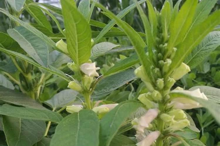 芝麻高产三遍药配方