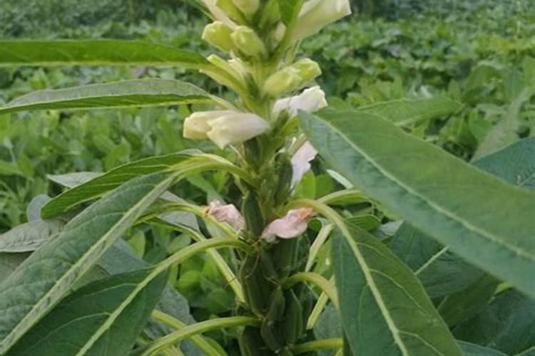 芝麻怎么种 第三次就是开花之后