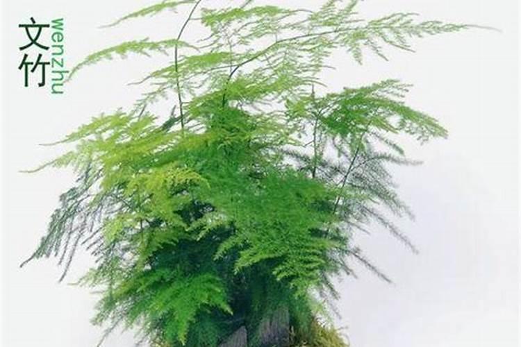 文竹正确栽培方法