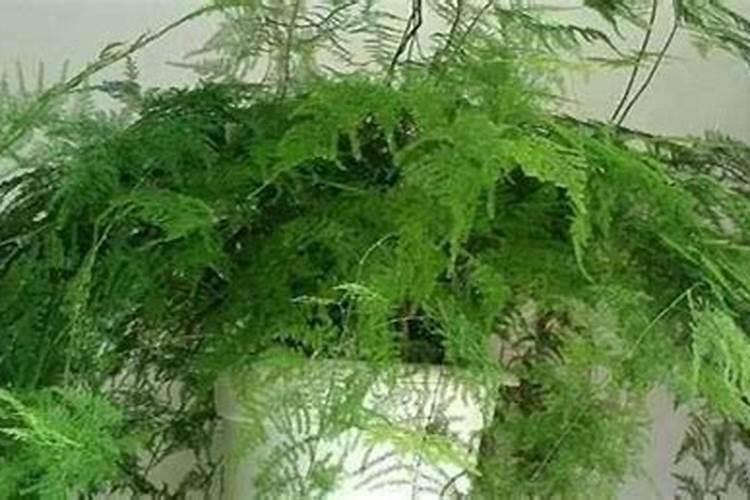 文竹怎么施肥？