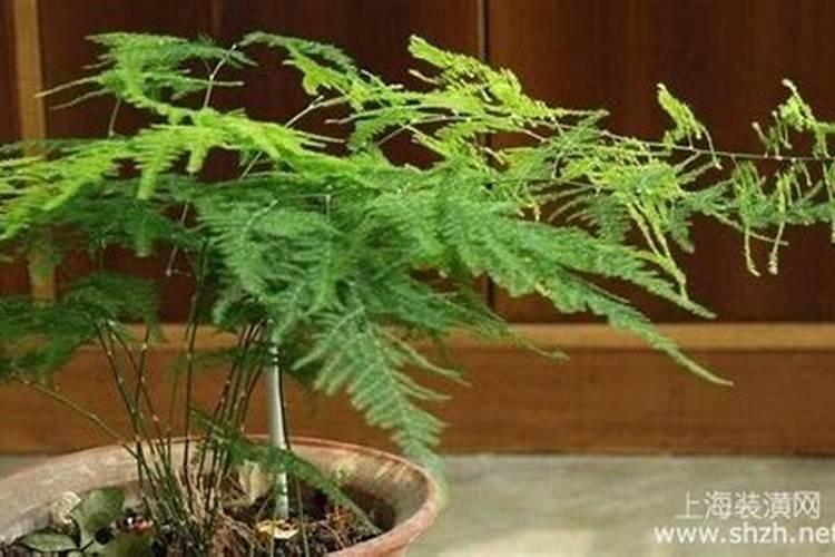 文竹的栽培与管理方法