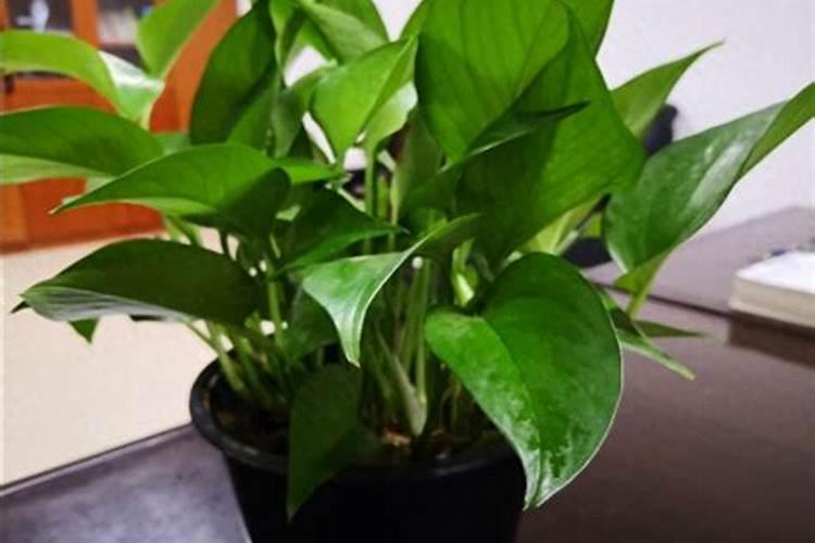 绿萝花怎么种植