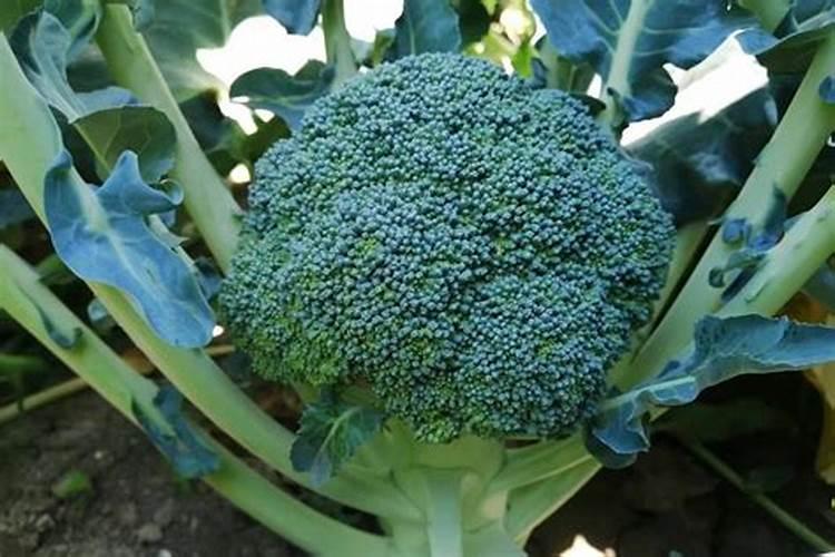 青花菜田间管理 青花菜怎么养殖好