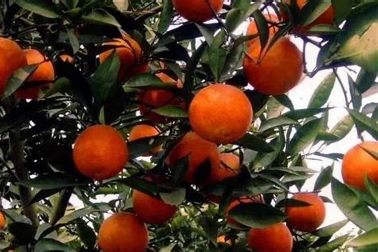 尿素加磷酸二氢钾作叶面肥一起喷(同时使用效果好吗)