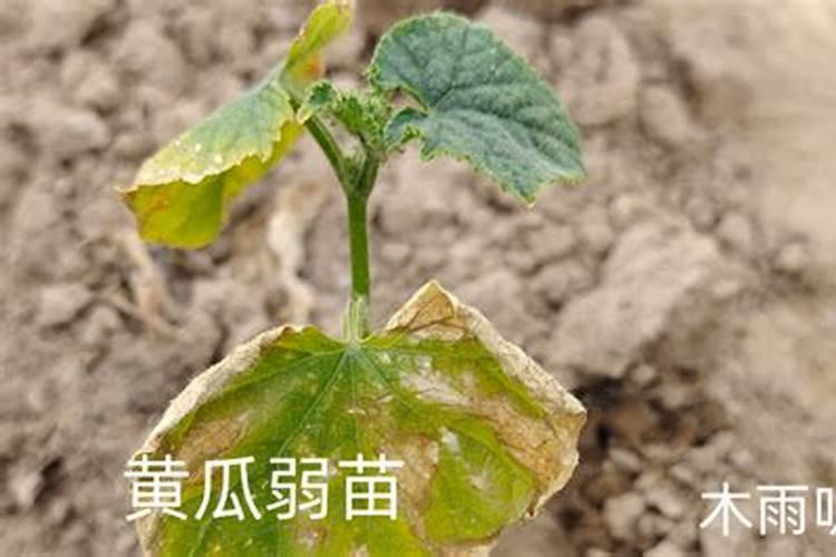 无公害黄瓜的肥水管理 黄瓜养殖技巧总结