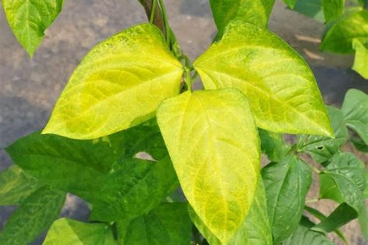 瓜果蔬菜叶面肥的正确使用方法(什么时候打叶面肥好)