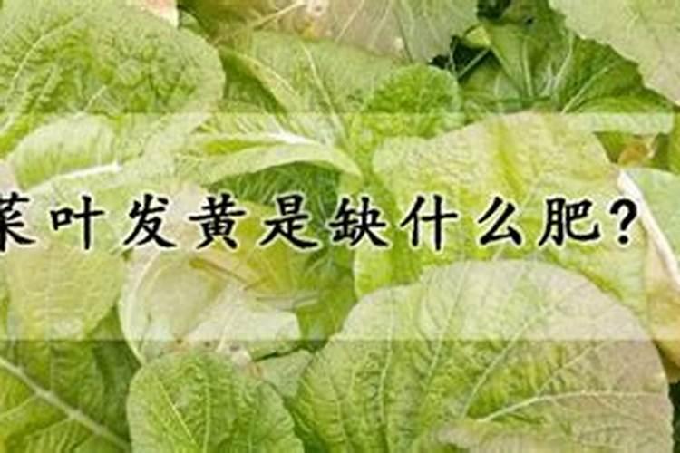 菜叶发黄是缺什么肥 菜叶发黄