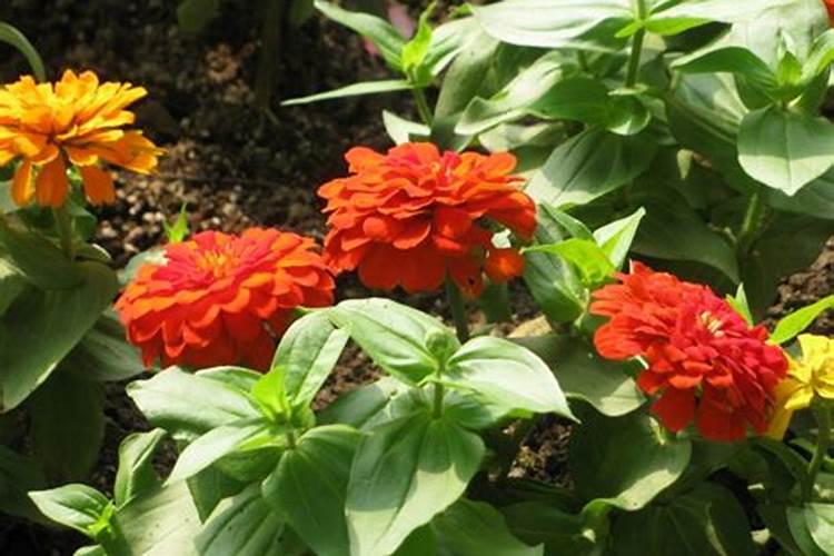 百日草多久开花一次