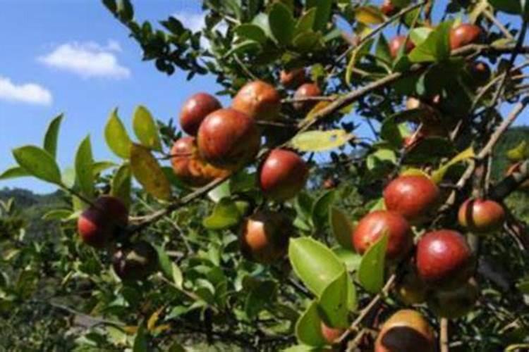 月季几月份移栽好 移栽方法是什么