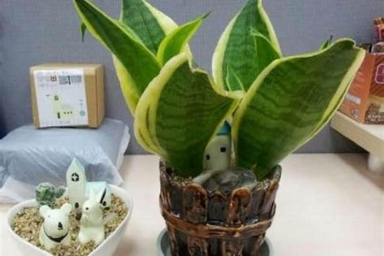 虎头兰怎么养才长得好 虎头兰如何养才长得好