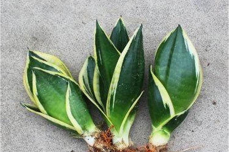 虎头兰的养殖方法和注意事项