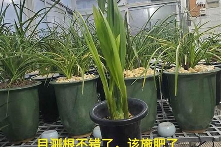 兰花施肥全攻略:精准滋养,绽放兰韵