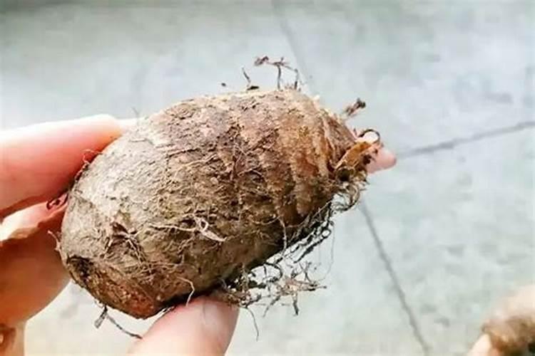 芋头生长喜欢什么肥料