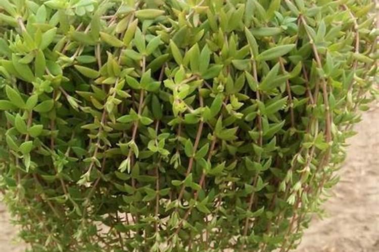 垂盆草怎么施肥