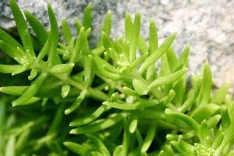 垂盆草的养殖方法和注意事项