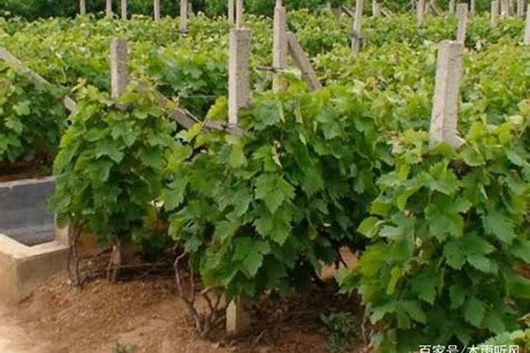 葡萄萌芽期可以浇水吗？这几个关键时期必须要掌握