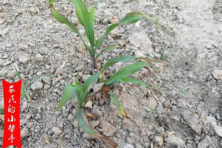 大面积种植玉米,在什么时候用叶面肥是最好的？