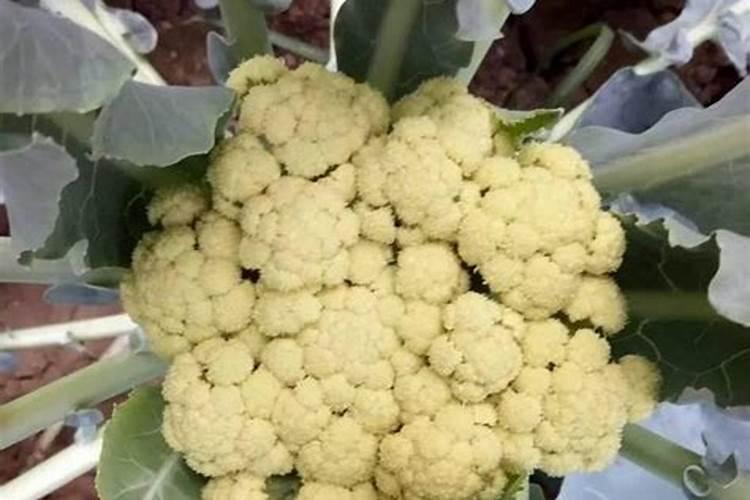 菜花为什么光长叶子不长花