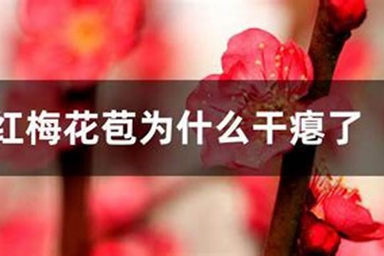 盆栽红梅什么时候长花苞