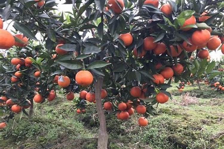 低温能对桔树施肥吗？