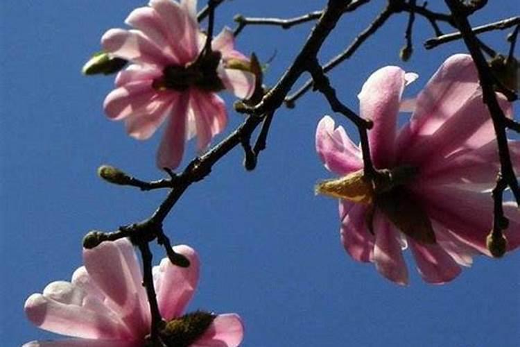 草莓果子长得慢怎么办