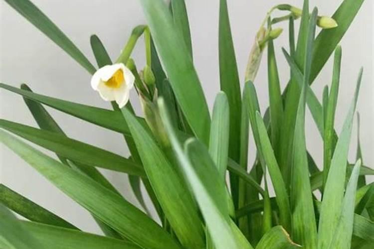 水仙水里能施肥吗