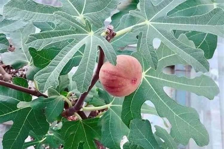 无花果施什么肥好