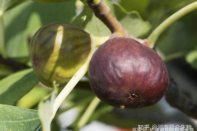 生耗壳粒对种植无花果的作用