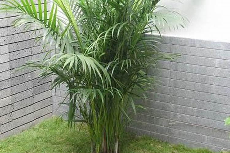 月季什么时候施肥